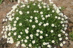 Mayweed-Chamomile-plant