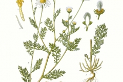 Plant-illustration-of-Mayweed-Chamomile