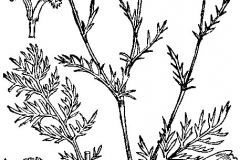 Sketch-of-Mayweed-Chamomile