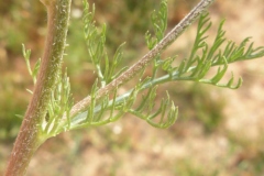 Stem-of-Mayweed-Chamomile