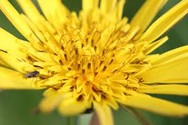 Closer-view-of-flower-of-Meadow-salsify