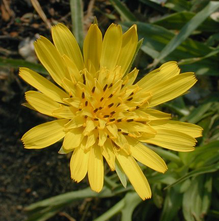 Flower-of-Meadow-salsify