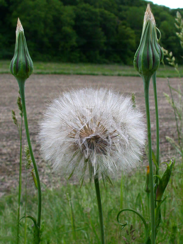 Mature-fruit-of-Meadow-salsify