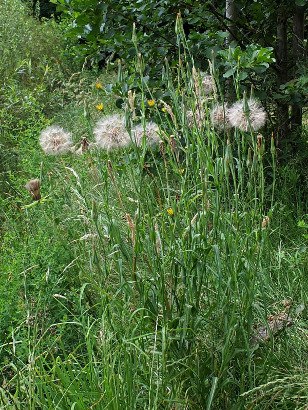 Meadow-salsify-plant-growing-wild