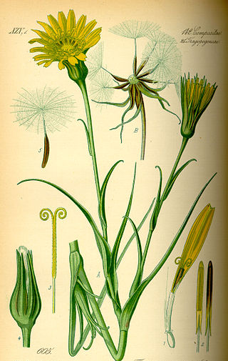 Plant-Illustration-of-Meadow-salsify