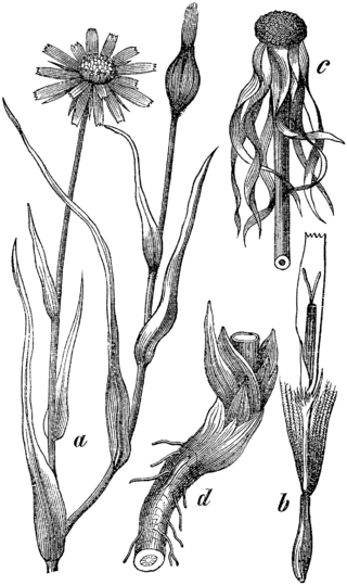 Sketch-of-Meadow-salsify