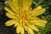 Flower-of-Meadow-salsify