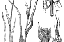 Sketch-of-Meadow-salsify