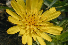 Flower-of-Meadow-salsify