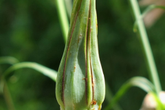 Flowering-bud-of-Meadow-salsify