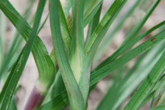 Leaves-of-Meadow-salsify