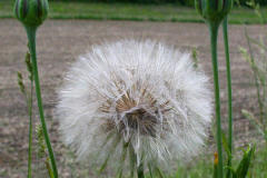 Mature-fruit-of-Meadow-salsify