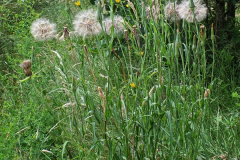 Meadow-salsify-plant-growing-wild