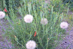 Meadow-salsify-plant
