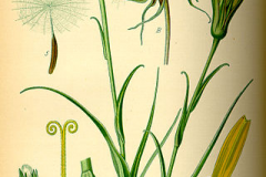 Plant-Illustration-of-Meadow-salsify