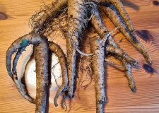 Roots-of-Meadow-salsify