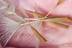 Seeds-of-Meadow-salsify