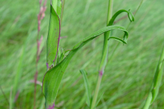 Stem-of-Meadow-salsify