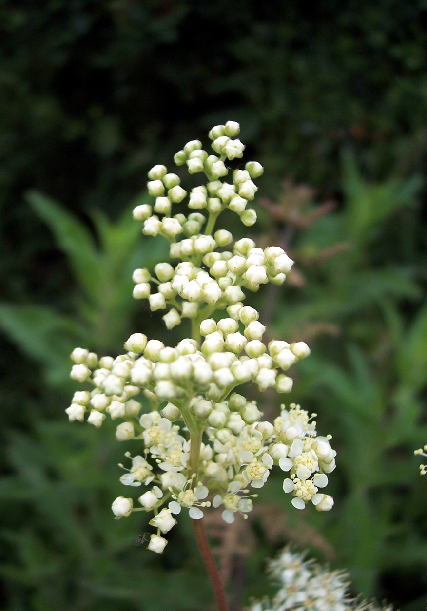 Meadowsweet-flower-buds