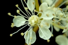 Close-up-flower-of-Meadowsweet