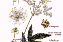 Illustration-of-Meadowsweet