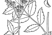 Meadowsweet-drawing