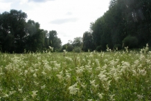 Meadowsweet-farm