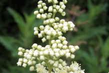 Meadowsweet-flower-buds