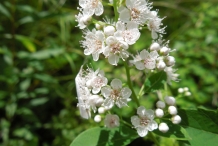 Meadowsweet-flower