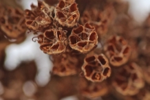 Meadowsweet-fruit