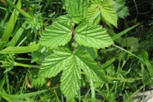 Meadowsweet-leaves