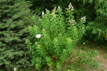 Meadowsweet-plant