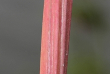 Meadowsweet-stem