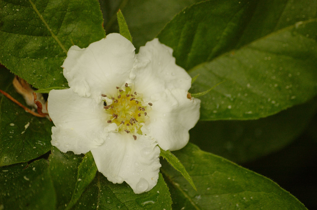 Medlar Mespilus Germanica Health Benefits