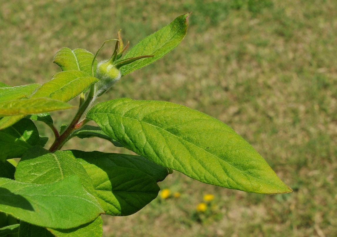 Medlar-leaves
