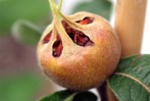 Medlar-fruit