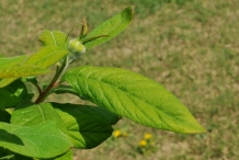 Medlar-leaves