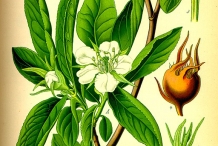 Medlar-plant-illustration