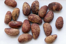 Medlar-seeds