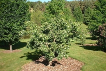 Medlar-tree