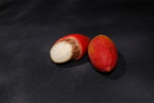Melinjo-fruit-cut