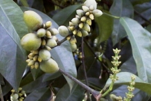 Melinjo-fruit-unripened