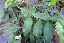 Melinjo-leaves