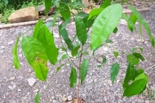 Melinjo-seedlings