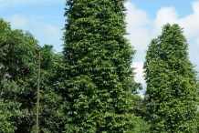 Melinjo-tree