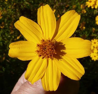 Closer-view-of-Mexican-marigold-flower
