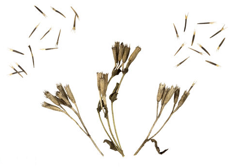 Dried-Cypselae-and-seeds-of-Mexican-marigold