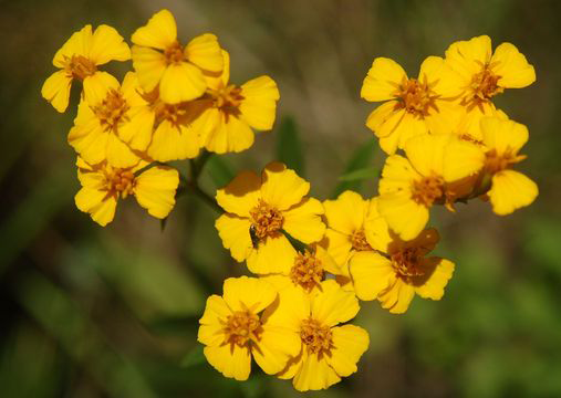 Flower-of-Mexican-marigold