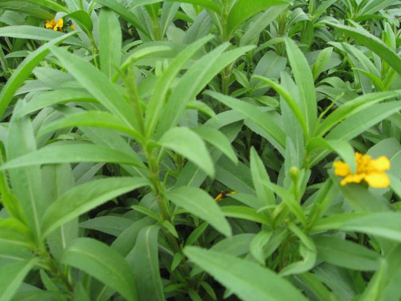 Leaves-of-Mexican-marigold