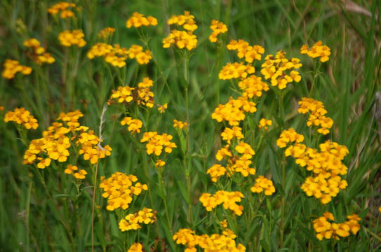 Mexican-marigold-plant-growing-wild